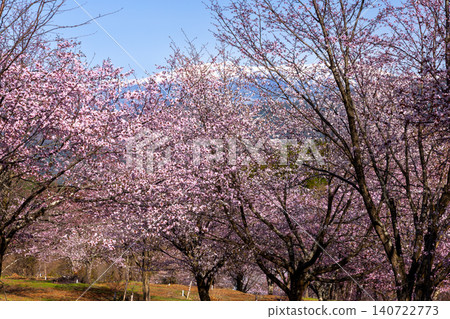 The view of the fully bloomed Ooyamazakura cherry trees covering the slopes of Urabandai at Sakura Pass in Ooshio, Kitashiobara Village, Yama District, Fukushima Prefecture, alongside the snow-capped Iide Mountain Range. The view of the fully bloomed Ooyamazakura cherry trees covering the slopes of Urabandai at Sakura Pass in Ooshio, Kitashiobara Village, Yama District, Fukushima Prefecture, alongside the snow-capped Iide Mountain Range. 140722773