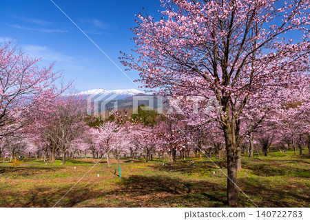 The view of the fully bloomed Ooyamazakura cherry trees covering the slopes of Urabandai at Sakura Pass in Ooshio, Kitashiobara Village, Yama District, Fukushima Prefecture, alongside the snow-capped Iide Mountain Range. The view of the fully bloomed Ooyamazakura cherry trees covering the slopes of Urabandai at Sakura Pass in Ooshio, Kitashiobara Village, Yama District, Fukushima Prefecture, alongside the snow-capped Iide Mountain Range. 140722783