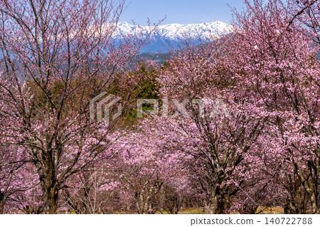 The view of the fully bloomed Ooyamazakura cherry trees covering the slopes of Urabandai at Sakura Pass in Ooshio, Kitashiobara Village, Yama District, Fukushima Prefecture, alongside the snow-capped Iide Mountain Range. The view of the fully bloomed Ooyamazakura cherry trees covering the slopes of Urabandai at Sakura Pass in Ooshio, Kitashiobara Village, Yama District, Fukushima Prefecture, alongside the snow-capped Iide Mountain Range. 140722788