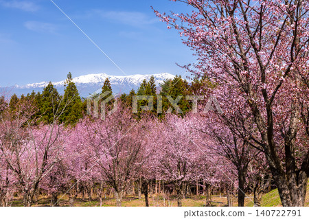 The view of the fully bloomed Ooyamazakura cherry trees covering the slopes of Urabandai at Sakura Pass in Ooshio, Kitashiobara Village, Yama District, Fukushima Prefecture, alongside the snow-capped Iide Mountain Range. The view of the fully bloomed Ooyamazakura cherry trees covering the slopes of Urabandai at Sakura Pass in Ooshio, Kitashiobara Village, Yama District, Fukushima Prefecture, alongside the snow-capped Iide Mountain Range. 140722791