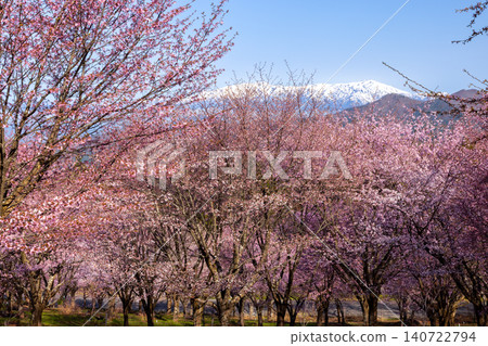 The view of the fully bloomed Ooyamazakura cherry trees covering the slopes of Urabandai at Sakura Pass in Ooshio, Kitashiobara Village, Yama District, Fukushima Prefecture, alongside the snow-capped Iide Mountain Range. The view of the fully bloomed Ooyamazakura cherry trees covering the slopes of Urabandai at Sakura Pass in Ooshio, Kitashiobara Village, Yama District, Fukushima Prefecture, alongside the snow-capped Iide Mountain Range. 140722794