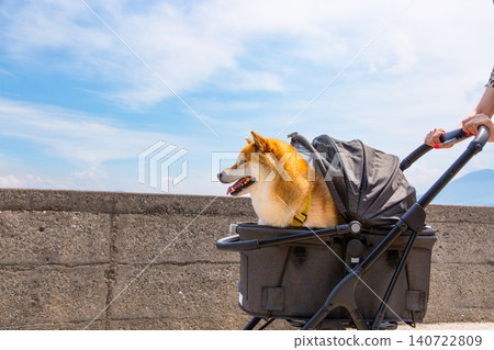 寵物車上的柴犬 140722809