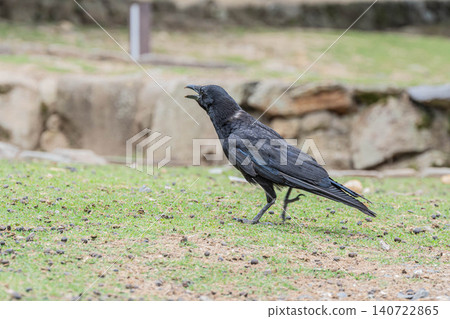 Carrion crow, foot of Wakakusa Mountain, Nara Park Carrion crow, foot of Wakakusa Mountain, Nara Park 140722865