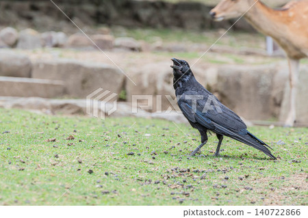 Carrion crow, foot of Wakakusa Mountain, Nara Park Carrion crow, foot of Wakakusa Mountain, Nara Park 140722866