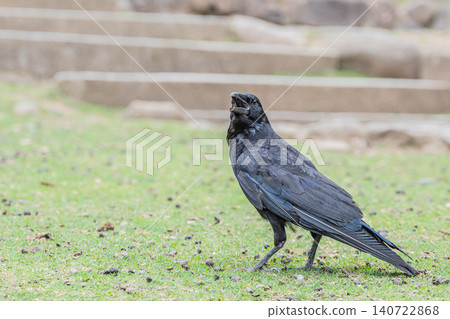 Carrion crow, foot of Wakakusa Mountain, Nara Park Carrion crow, foot of Wakakusa Mountain, Nara Park 140722868