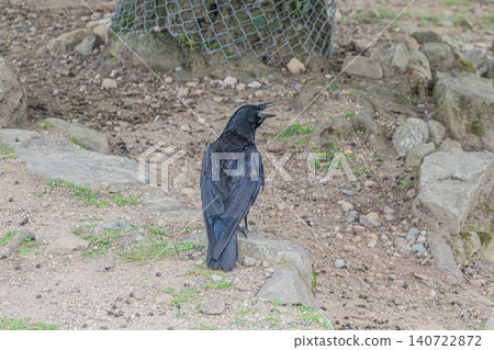 Carrion crow, foot of Wakakusa Mountain, Nara Park Carrion crow, foot of Wakakusa Mountain, Nara Park 140722872