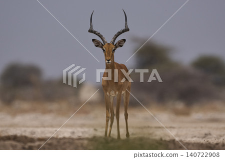 Male Impala approaching a waterhole in Namibia. Male Impala approaching a waterhole in Namibia. 140722908