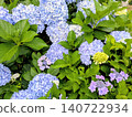 藍色繡球花 140722934