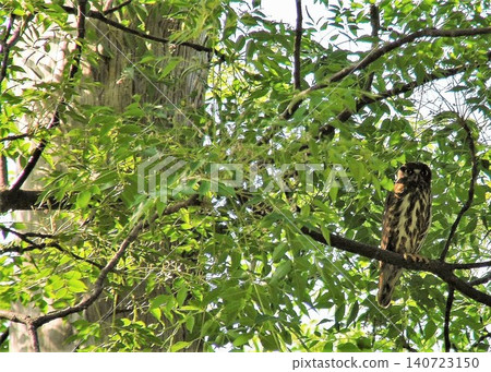 The Oriental Scops Owl, a 30-centimeter-long bird of prey, is a flyweight class bird of prey. The Oriental Scops Owl, a 30-centimeter-long bird of prey, is a flyweight class bird of prey. 140723150