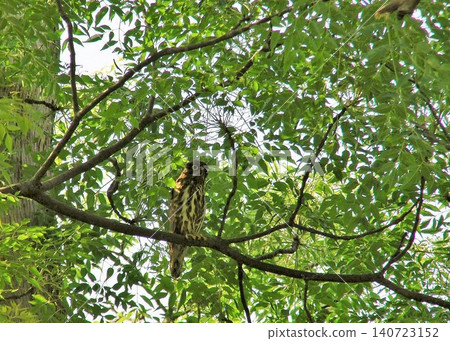The Oriental Scops Owl is a small bird of prey belonging to the owl family. The Oriental Scops Owl is a small bird of prey belonging to the owl family. 140723152