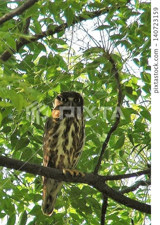 The Oriental Scops Owl is a lightweight bird of prey belonging to the owl family. 140723159