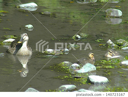 A family of ducks relaxing in a pond. A family of ducks relaxing in a pond. 140723167