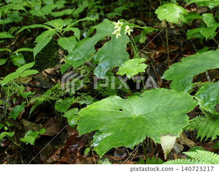 The wildflower that blooms in the deep mountains The wildflower that blooms in the deep mountains 140723217