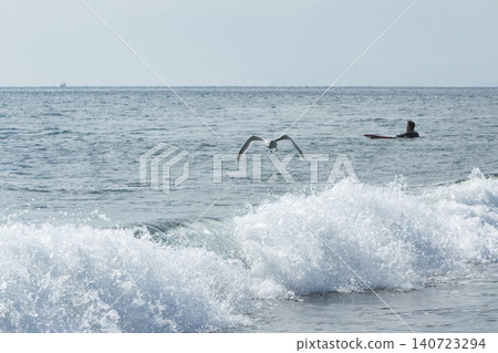 海鷗在湘南久元沼海灘沿岸飛翔 海鷗在湘南久元沼海灘沿岸飛翔 140723294