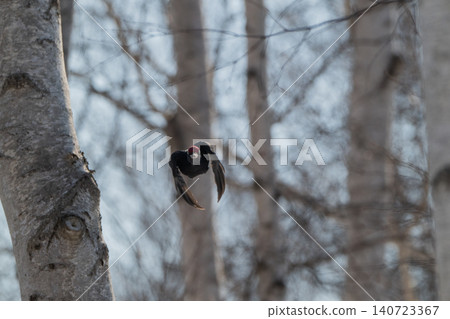 The black woodpecker, a resident of the primeval forest that colors the landscape. The black woodpecker, a resident of the primeval forest that colors the landscape. 140723367
