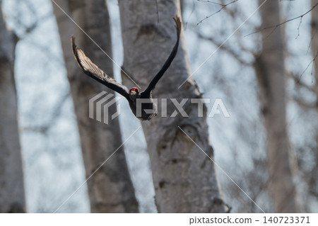 The black woodpecker, a resident of the primeval forest that colors the landscape. The black woodpecker, a resident of the primeval forest that colors the landscape. 140723371