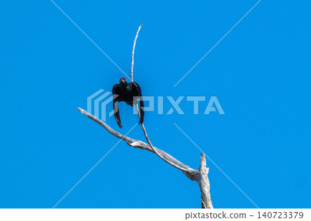 The black woodpecker, a resident of the primeval forest that colors the landscape. The black woodpecker, a resident of the primeval forest that colors the landscape. 140723379