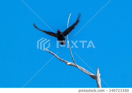 The black woodpecker, a resident of the primeval forest that colors the landscape. The black woodpecker, a resident of the primeval forest that colors the landscape. 140723380
