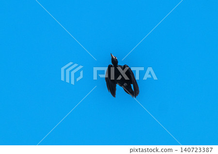 The black woodpecker, a resident of the primeval forest that colors the landscape. The black woodpecker, a resident of the primeval forest that colors the landscape. 140723387