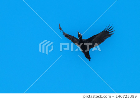 The black woodpecker, a resident of the primeval forest that colors the landscape. The black woodpecker, a resident of the primeval forest that colors the landscape. 140723389