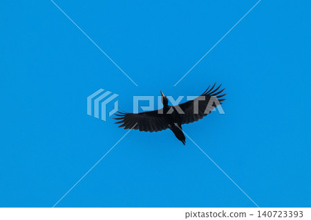 The black woodpecker, a resident of the primeval forest that colors the landscape. The black woodpecker, a resident of the primeval forest that colors the landscape. 140723393