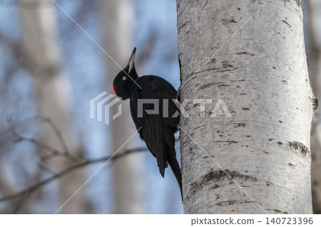 The black woodpecker, a resident of the primeval forest that colors the landscape. The black woodpecker, a resident of the primeval forest that colors the landscape. 140723396
