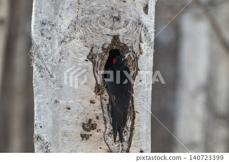The black woodpecker, a resident of the primeval forest that colors the landscape. The black woodpecker, a resident of the primeval forest that colors the landscape. 140723399