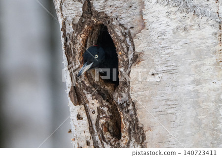 The black woodpecker, a resident of the primeval forest that colors the landscape. The black woodpecker, a resident of the primeval forest that colors the landscape. 140723411
