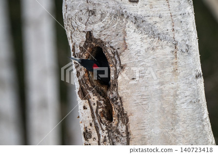 The black woodpecker, a resident of the primeval forest that colors the landscape. The black woodpecker, a resident of the primeval forest that colors the landscape. 140723418