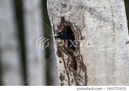 The black woodpecker, a resident of the primeval forest that colors the landscape. The black woodpecker, a resident of the primeval forest that colors the landscape. 140723420