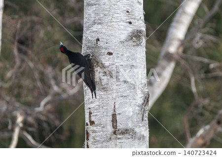The black woodpecker, a resident of the primeval forest that colors the landscape. The black woodpecker, a resident of the primeval forest that colors the landscape. 140723424