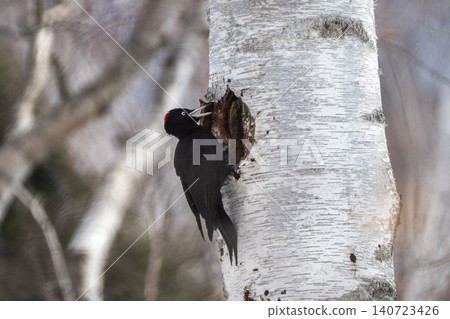 The black woodpecker, a resident of the primeval forest that colors the landscape. The black woodpecker, a resident of the primeval forest that colors the landscape. 140723426