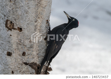The black woodpecker, a resident of the primeval forest that colors the landscape. The black woodpecker, a resident of the primeval forest that colors the landscape. 140723437