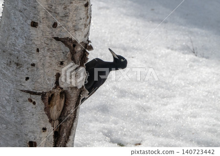 The black woodpecker, a resident of the primeval forest that colors the landscape. The black woodpecker, a resident of the primeval forest that colors the landscape. 140723442