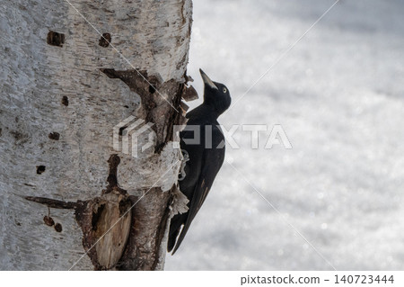 The black woodpecker, a resident of the primeval forest that colors the landscape. The black woodpecker, a resident of the primeval forest that colors the landscape. 140723444