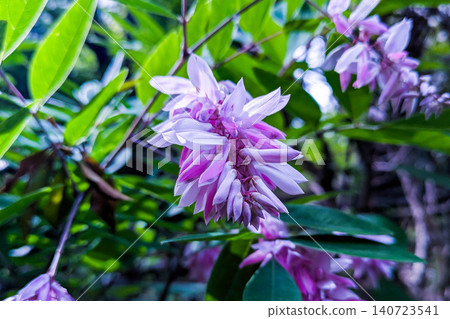 The pale purple flowers of the Japanese wisteria. The pale purple flowers of the Japanese wisteria. 140723541