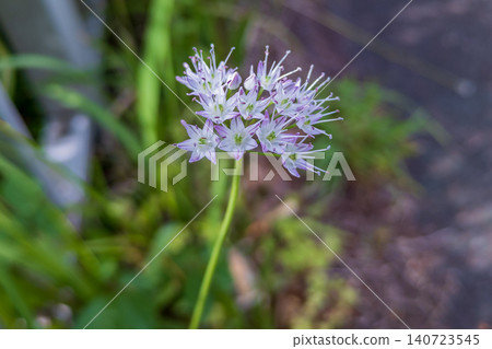 The lovely pale purple flowers of the wild onion. The lovely pale purple flowers of the wild onion. 140723545