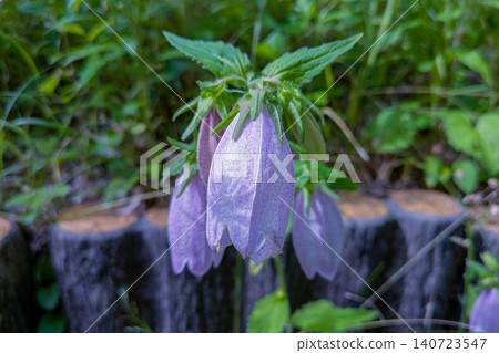 Light purple bellflower Light purple bellflower 140723547