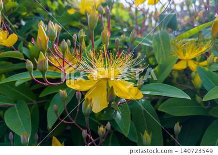 Yellow flowers of the weeping willow with beautiful curved stamens Yellow flowers of the weeping willow with beautiful curved stamens 140723549