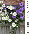 Petunia flowers and a swallowtail butterfly 140723568