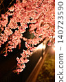 Cherry blossoms at night, weeping cherry blossoms 140723590