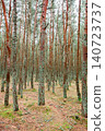 tall pines in a coniferous forest 140723737