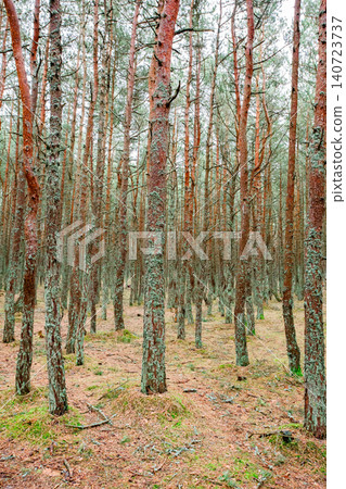 tall pines in a coniferous forest 140723737