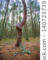 pines with curved trunks in coniferous forest, vertical frame 140723739