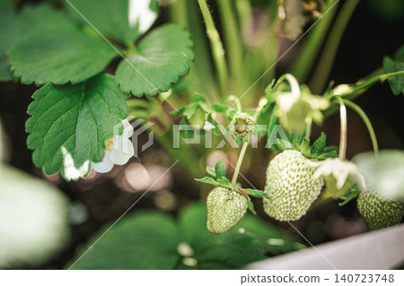 Unripe green strawberries growing on a strawberry plant with white flowers and leaves, close-up garden scene for gardening, cultivation and fruit growing topics. Unripe green strawberries growing on a strawberry plant with white flowers and leaves, close-up garden scene for gardening, cultivation and fruit growing topics. 140723748