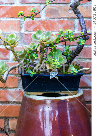 A close-up of a green succulent plant in a blue ceramic pot on a stone table, with yellow leaves scattered around the round table in the garden. 140723905