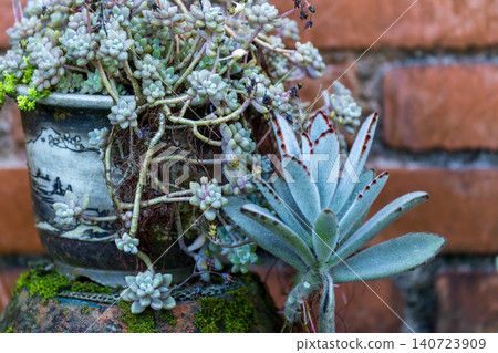 石桌上青色陶盆綠色多肉植物,黃葉散落圓桌庭園特寫 石桌上青色陶盆綠色多肉植物,黃葉散落圓桌庭園特寫 140723909