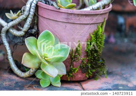 A close-up of a green succulent plant in a blue ceramic pot on a stone table, with yellow leaves scattered around the round table in the garden. A close-up of a green succulent plant in a blue ceramic pot on a stone table, with yellow leaves scattered around the round table in the garden. 140723911