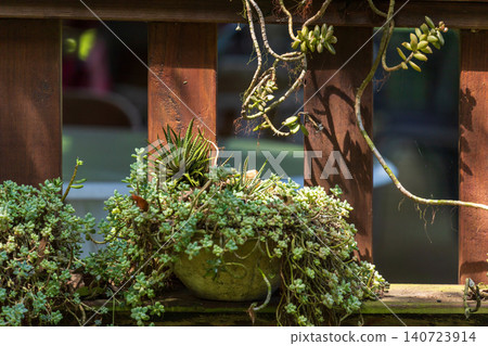 石桌上青色陶盆綠色多肉植物,黃葉散落圓桌庭園特寫 石桌上青色陶盆綠色多肉植物,黃葉散落圓桌庭園特寫 140723914
