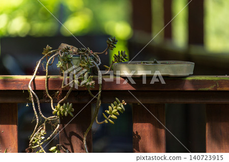 A close-up of a green succulent plant in a blue ceramic pot on a stone table, with yellow leaves scattered around the round table in the garden. A close-up of a green succulent plant in a blue ceramic pot on a stone table, with yellow leaves scattered around the round table in the garden. 140723915